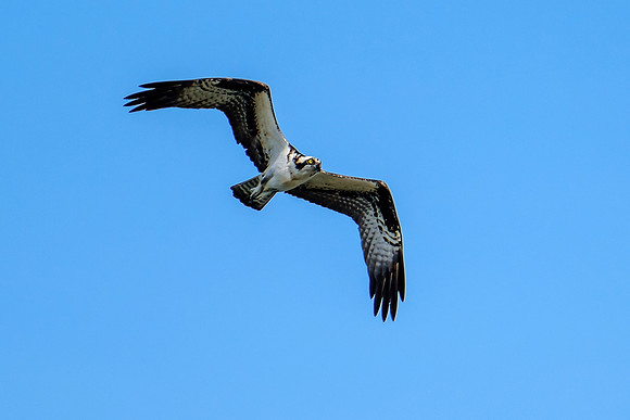 Perdido Key Wildife Photographer
