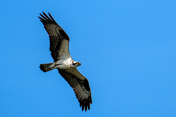 Perdido Key Wildife Photographer