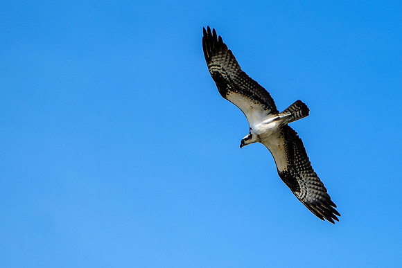 Perdido Key Wildife Photographer