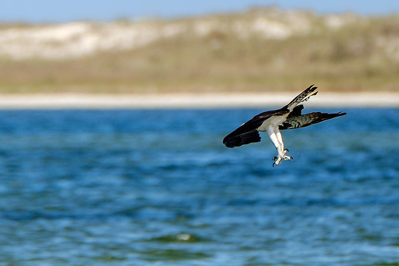Perdido Key Wildife Photographer