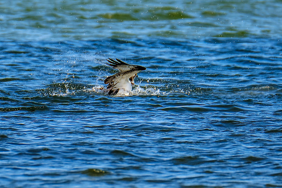 Perdido Key Wildife Photographer