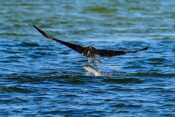 Perdido Key Wildife Photographer