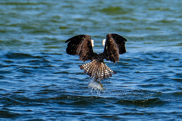 Perdido Key Wildife Photographer