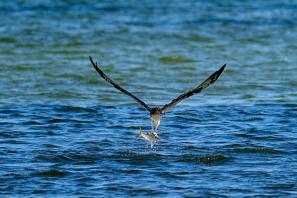 Perdido Key Wildife Photographer