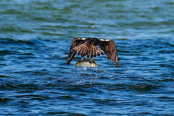 Perdido Key Wildife Photographer