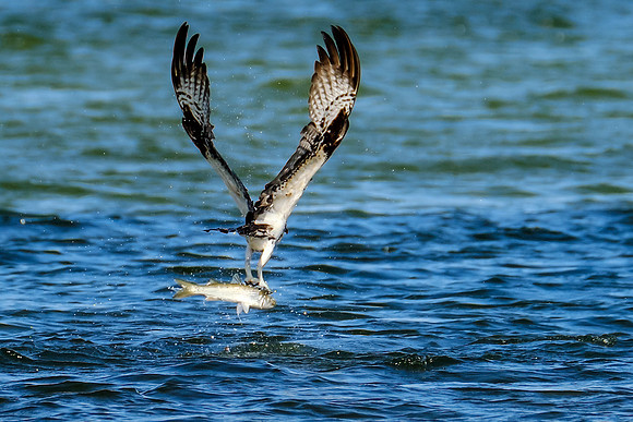 Perdido Key Wildife Photographer