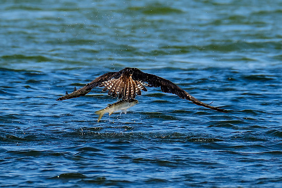 Perdido Key Wildife Photographer