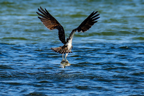 Perdido Key Wildife Photographer