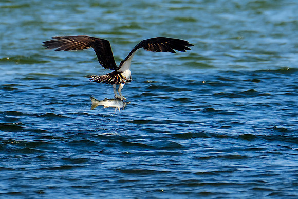 Perdido Key Wildife Photographer