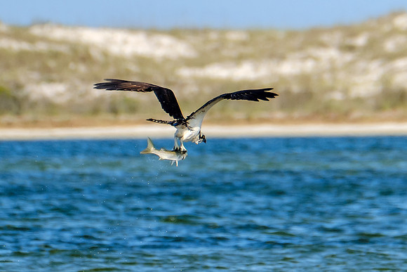 Perdido Key Wildife Photographer