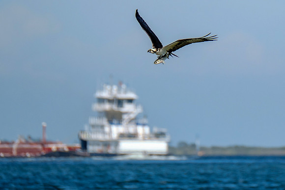 Perdido Key Wildife Photographer