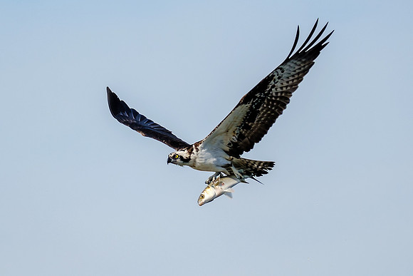Perdido Key Wildife Photographer