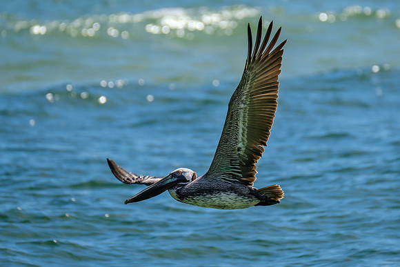 Photographer in Perdido Key