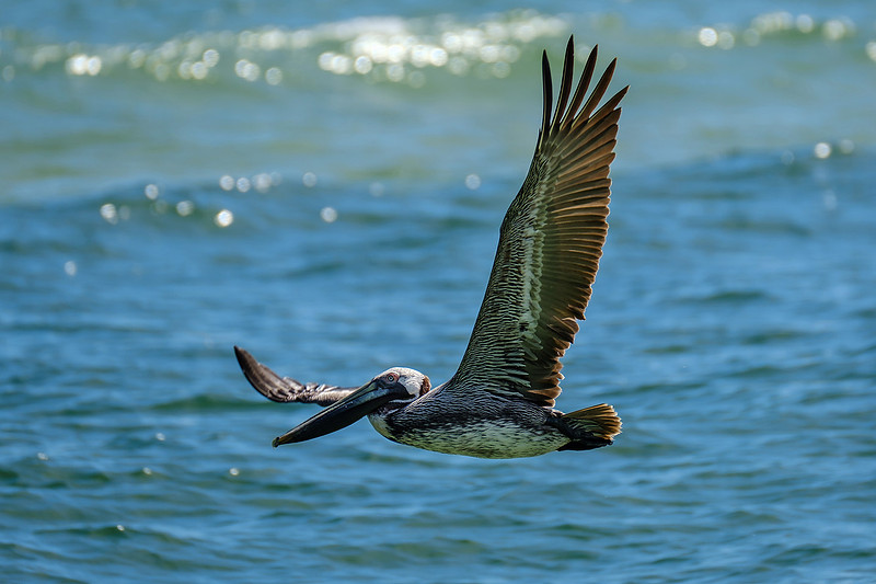 Photographer in Perdido Key