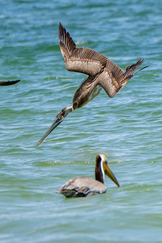 Photographer in Perdido Key