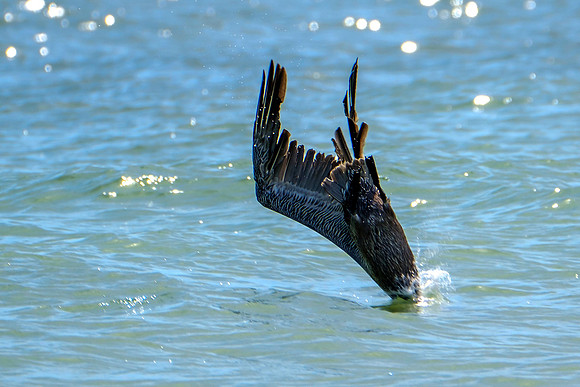 Photographer in Perdido Key
