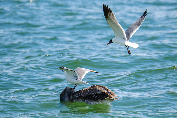 Photographer in Perdido Key
