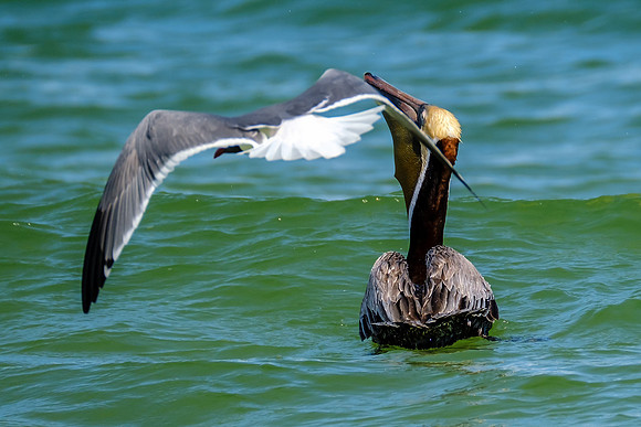 Photographer in Perdido Key