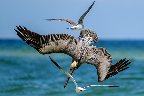 Photographer in Perdido Key