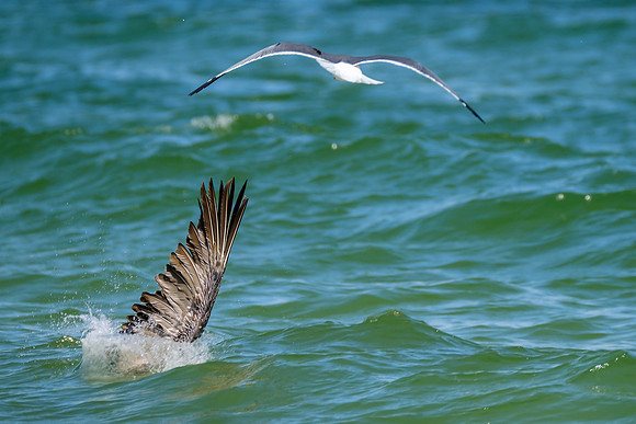 Photographer in Perdido Key