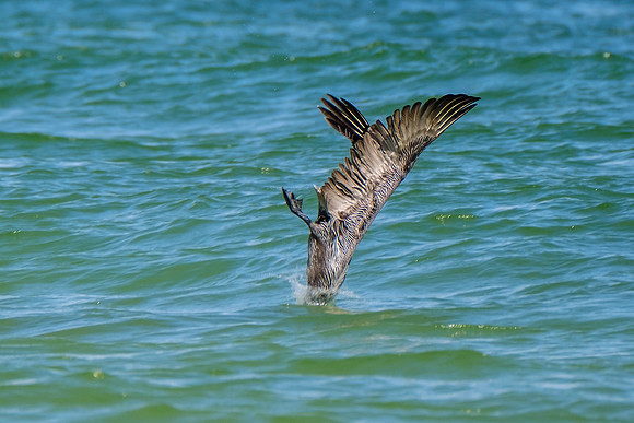Photographer in Perdido Key