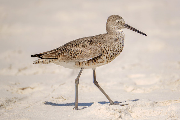 Photographer in Perdido Key