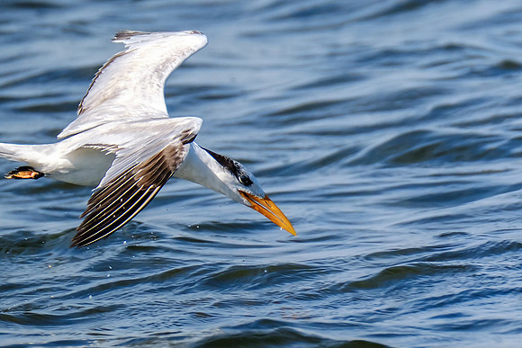 Photographer in Perdido Key