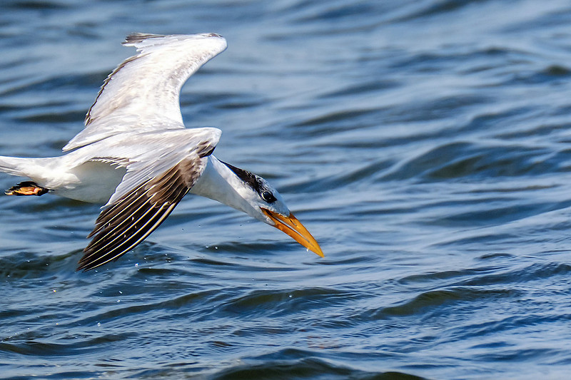 Photographer in Perdido Key
