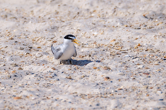 Orange Beach Photographer Least Tern