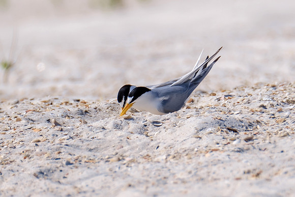 Orange Beach Photographer
