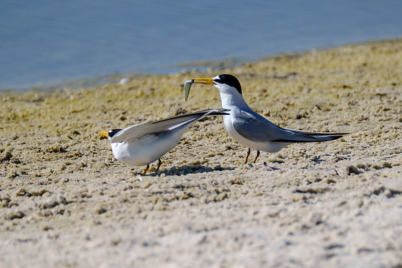 Orange Beach Photographer
