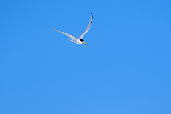 Orange Beach Photographer