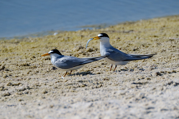Orange Beach Photographer