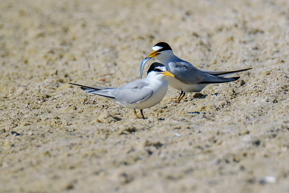 Orange Beach Photographer