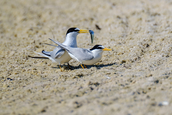 Orange Beach Photographer