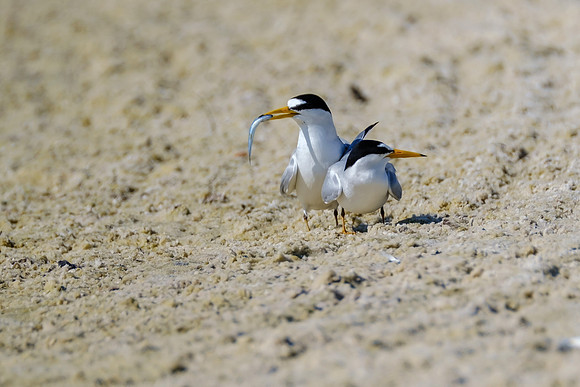 Orange Beach Photographer