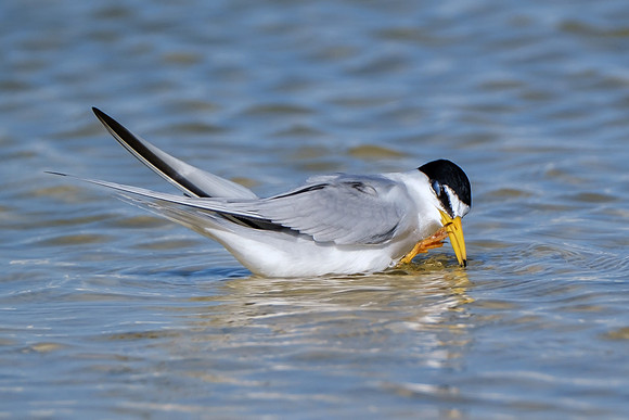 Orange Beach Photographer