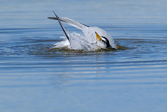 Orange Beach Photographer