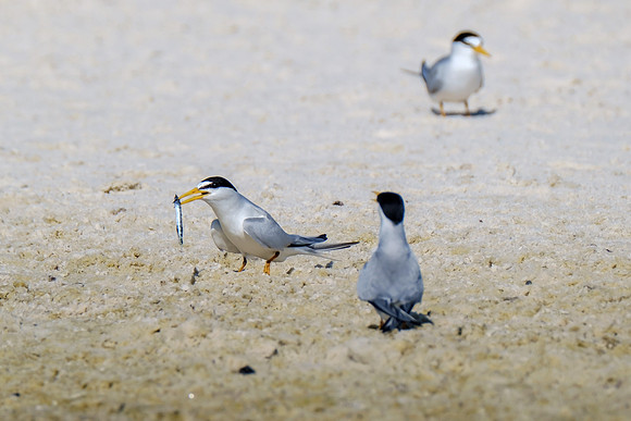 Orange Beach Photographer