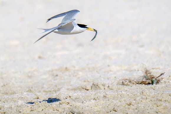 Least Tern Orange Beach Photographer