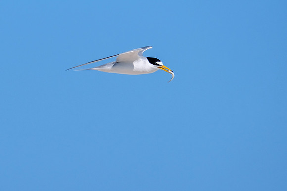 Orange Beach Photographer