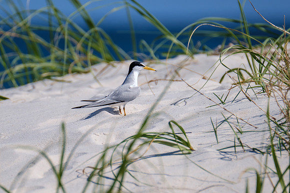 Orange Beach Photographer