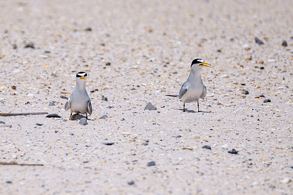 Nesting Least Terns Pensacola Beach