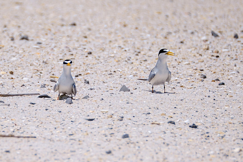 Nesting Least Terns Pensacola Beach