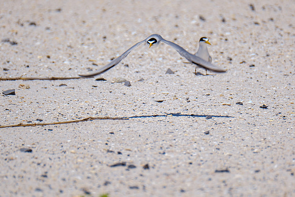 Nesting Least Terns Pensacola Beach