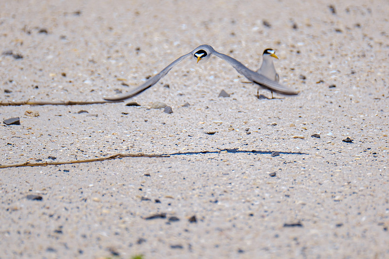 Nesting Least Terns Pensacola Beach