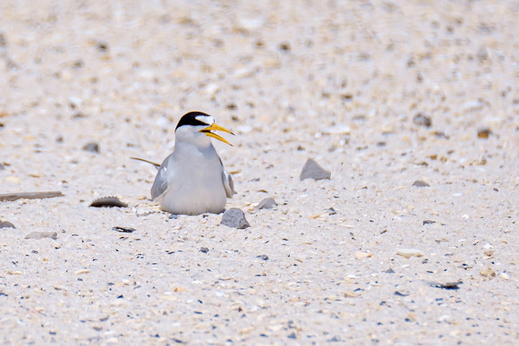 Nesting Least Terns Pensacola Beach