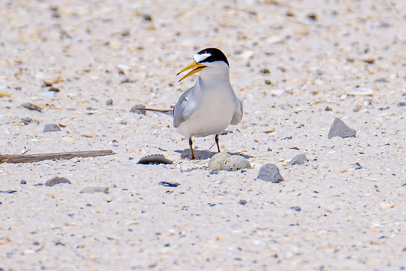Nesting Least Terns Pensacola Beach