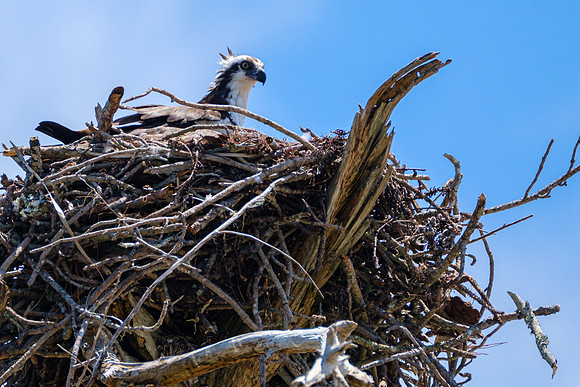 Nesting Osprey Pensacola Beach