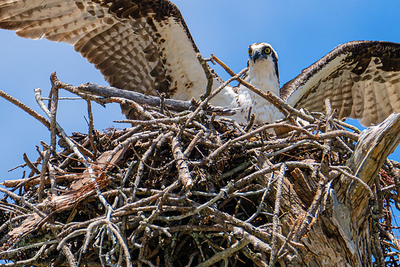 Nesting Osprey Pensacola Beach